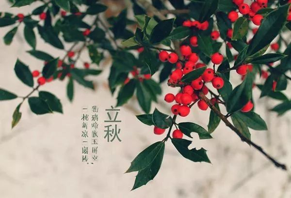 立秋，季节转折与自然的和谐交响曲