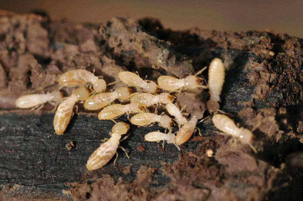 白蚁，神秘生物世界的双面与人类关系探索