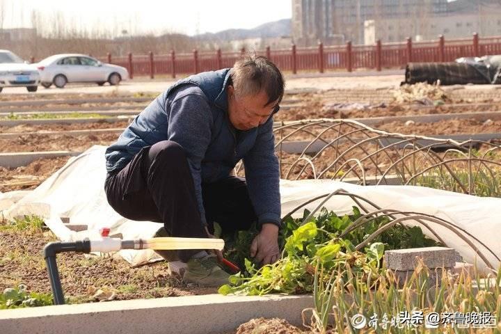 共享菜园的经营魅力，百块菜地持续爆满的热度解析