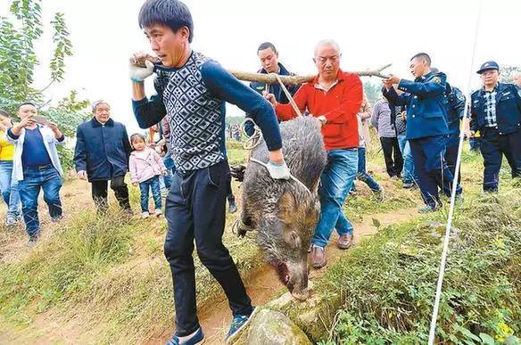 野猪伤人致死事件引发悲剧，四人撵野猪遭遇不测