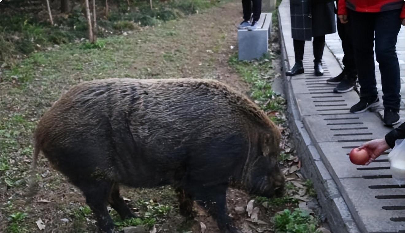 池州高校内野猪狂奔事件，生态问题与校园安全教育议题浮出水面